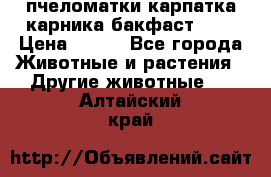 пчеломатки карпатка карника бакфаст F-1 › Цена ­ 800 - Все города Животные и растения » Другие животные   . Алтайский край